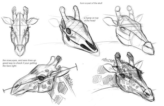 the image consists of five different sketches of a giraffe's head and skull, drawn in pencil on a white background. the sketches are drawn from various angles and show different levels of detail. one sketch focuses solely on the skull, while the others depict the head with varying degrees of realism. text annotations provide insights into the structure and proportions of the giraffe's head, highlighting the alignment of facial features and the skull's role in shaping its distinctive hump.  the sketches appear to be part of an educational tutorial on drawing a giraffe, emphasizing observation and anatomical understanding.