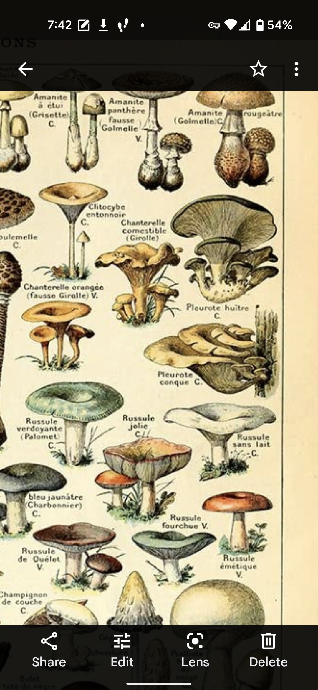 this is a vintage botanical illustration depicting various species of mushrooms. it includes the scientific names and common names for each species. the image is likely taken from a guidebook or educational chart for mushroom identification. the mushrooms are labeled with their names in french, which suggests a french origin. the illustration is beautifully drawn in detail, showcasing the unique features of each mushroom species. the background of the image is white with simple borders.