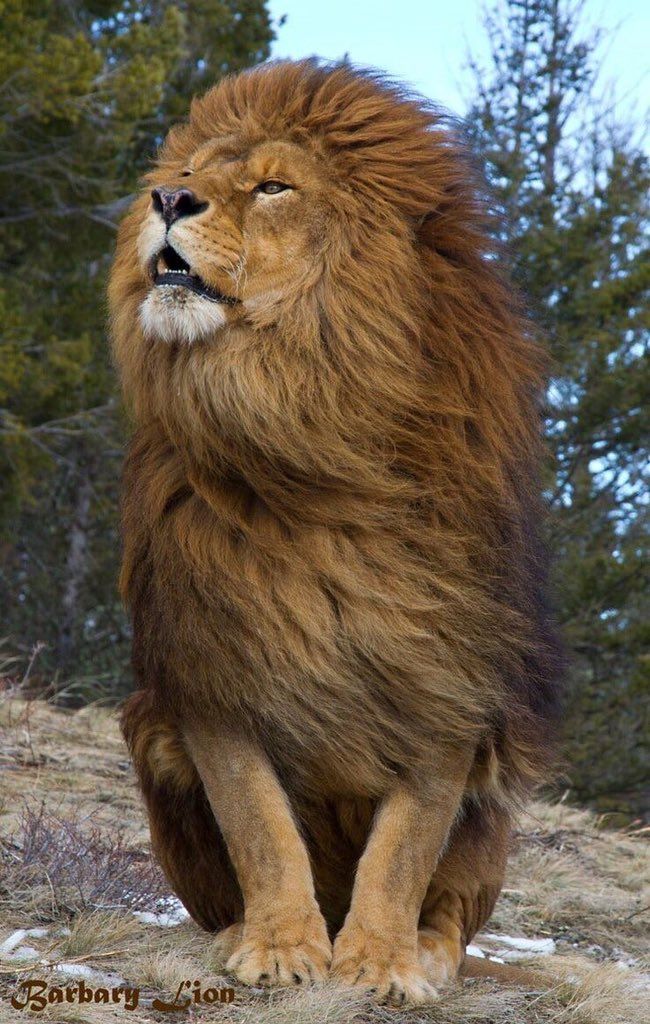 a closeup portrait of a majestic male barbary lion sitting on a grassy ground in front of a background of trees and snow. the lion is looking up and roaring, with its powerful mane fully displayed and its large, sharp teeth exposed. its gaze is focused and alert, showcasing its wild and predatory nature. this endangered species, once native to north africa, is now extinct in the wild.