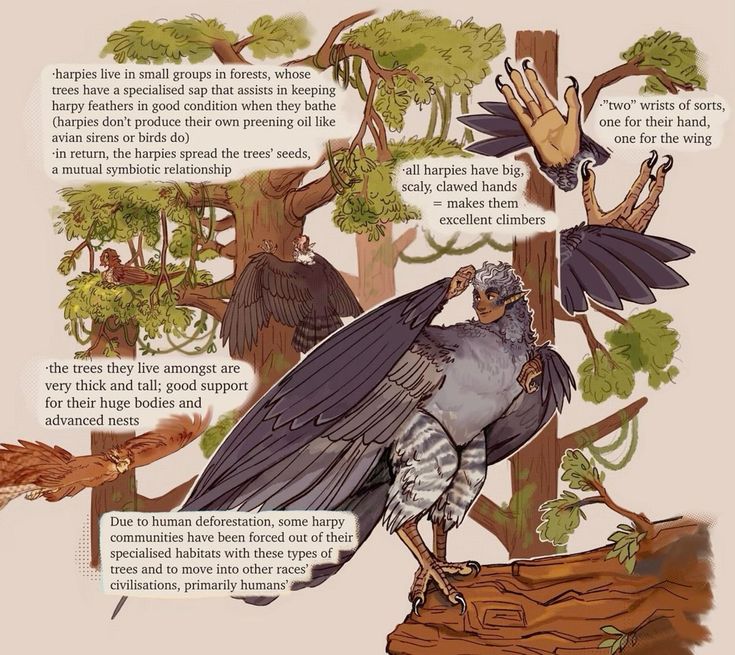 the image is a colorful illustration of a harpy, a mythical creature that is half human and half bird. the harpy is standing on a branch of a tree in a forest. the text in the image tells about the harpies' habits and their relationship with the forest and the trees that they live in. there is also a brief mention about human deforestation and how it has impacted harpies.  the image shows a detailed illustration of the harpy's features, including its sharp claws, wings, and humanlike face. the image is visually appealing and informative.