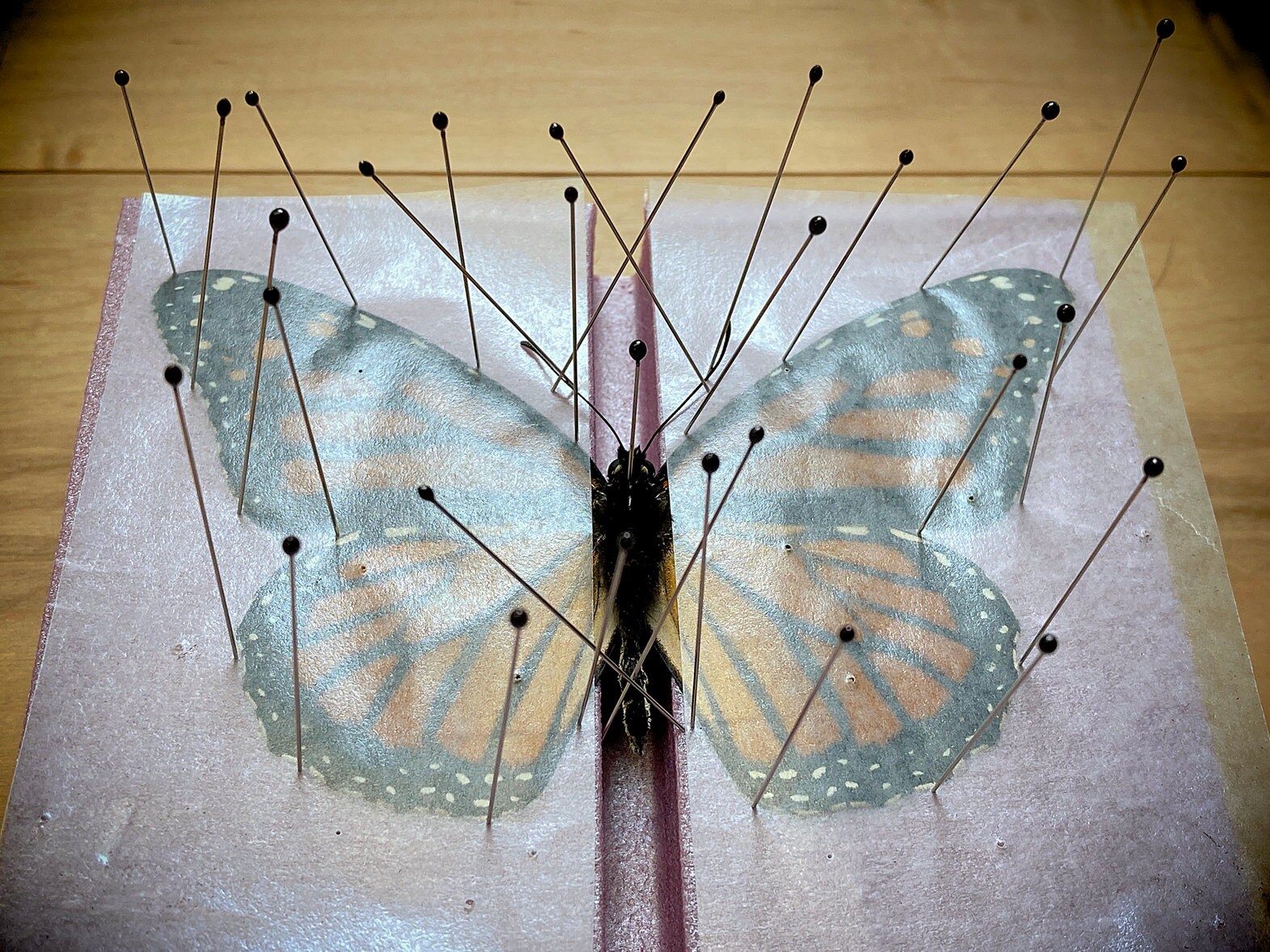 the image shows a butterfly that has been pinned and displayed for taxidermy or scientific purposes. the butterfly is spread open and held in place by numerous pins inserted through its wings and into a mounting surface. the butterfly has orange and black wings with white spots, indicating it could be a monarch or similar species. the overall effect is one of a preserved specimen, typically used for study, display, or collection purposes.