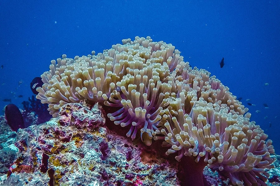 a vibrant coral reef teeming with life. numerous sea anemones, with their tentacles extended, create a captivating display of color and texture against the backdrop of the deep blue ocean.
