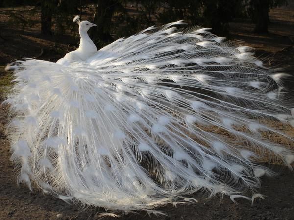 a white peacock with its tail feathers spread wide, showing off its beautiful white plumage. the bird is standing in a natural setting, with its head turned to the side. the feathers are long and flowing, and the bird's neck is arched gracefully. this is a truly stunning and elegant creature.