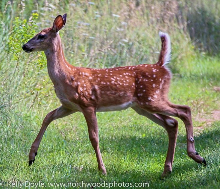 a young whitetailed deer fawn runs through a grassy meadow.  the fawn's coat is a mix of brown and white spots, and its legs are long and slender.  the background is a blur of green grass and trees.