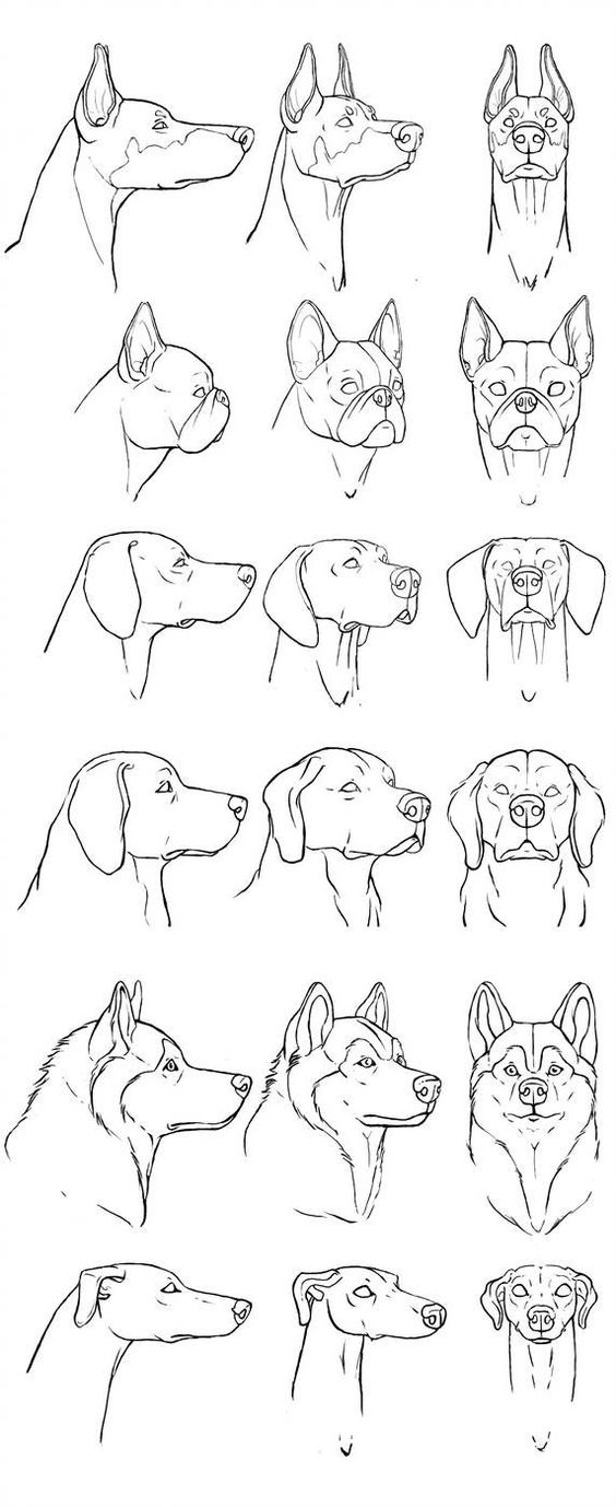 the image consists of a series of dog head sketches. each row appears to depict a different breed of dog, showcasing their unique head shapes and profiles. all sketches are presented in a simple, black and white line art style.