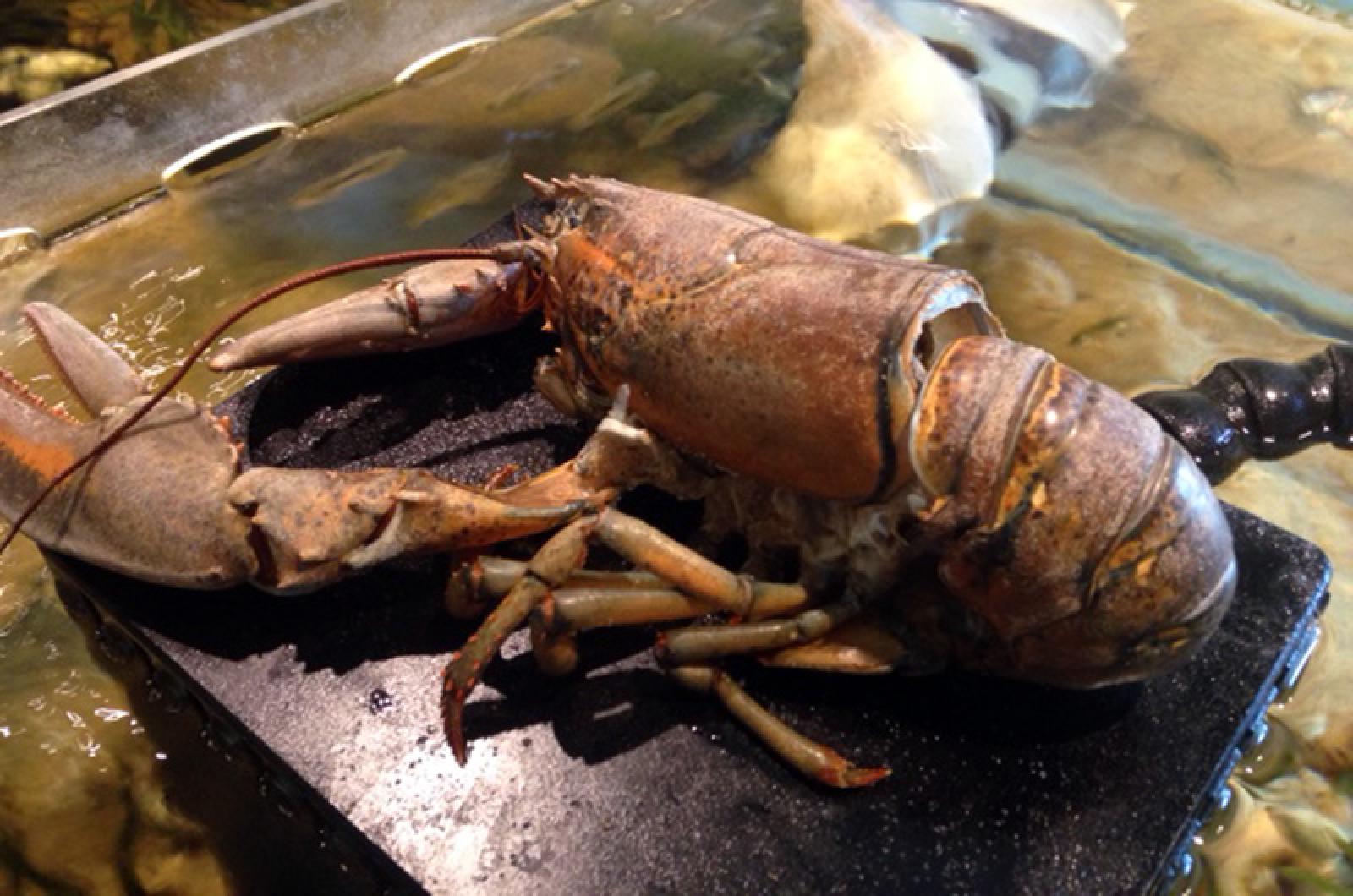 a large lobster sits on a black tray partially submerged in water. the lobster is facing the right side of the image and its claws are bound by a rubber band. the lobster is brown and orange in color. the tray appears to be in a restaurant or seafood market.  the water surrounding the tray is clear.