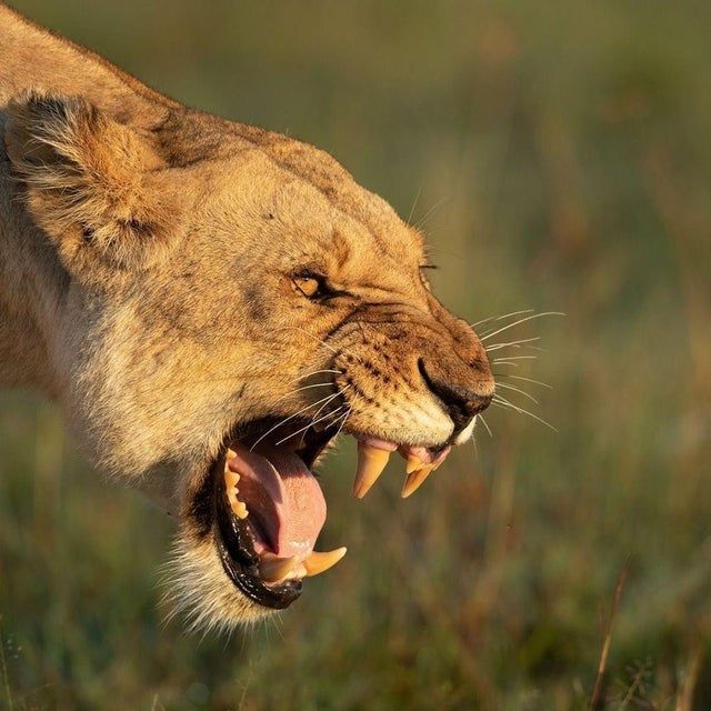 a closeup portrait of a lioness with its mouth open, revealing its sharp teeth and tongue. the lioness is looking fierce and aggressive, and its eyes are narrowed in a snarl. the background is blurred, and the focus is on the lioness's face. the image captures the power and beauty of a wild animal.