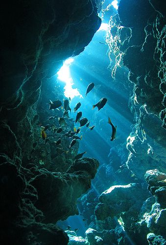 the image shows an underwater scene in what appears to be a cave or cavern. sunlight streams through an opening at the top, creating rays of light that penetrate the blue water. several fish are swimming around, and the surrounding rock formations are visible, possibly part of a coral reef.