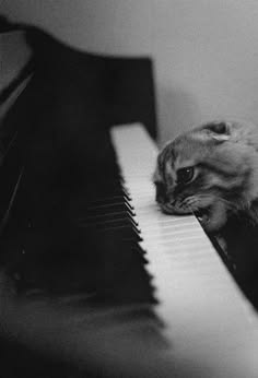 a black and white photo of a cat playing the piano. the cat is laying on the keys with its front paws on the white keys. the cat's back is facing the camera and its head is turned to the side. the cat's expression is one of curiosity and playfulness. the photo is taken from a closeup perspective, emphasizing the cat's fur and the piano keys. the background is blurred, creating a sense of depth and focus on the cat.