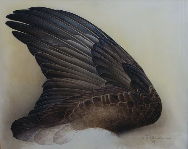 the image showcases a meticulously rendered illustration of a bird's wing, likely belonging to a bird of prey. the artist's delicate use of shading and detail captures the intricate texture of the feathers, highlighting the subtle variations in color and form.