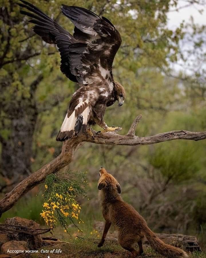an image shows a large eagle perched on a branch, with its wings partially spread. below the eagle, a red fox is looking up at the eagle. they are in a forest setting with green trees and foliage in the background. there is a small patch of yellow flowers near the bottom left of the frame. the fox is in a slightly crouched posture. the scene depicts a potential conflict or interaction between predator and prey in a natural environment.