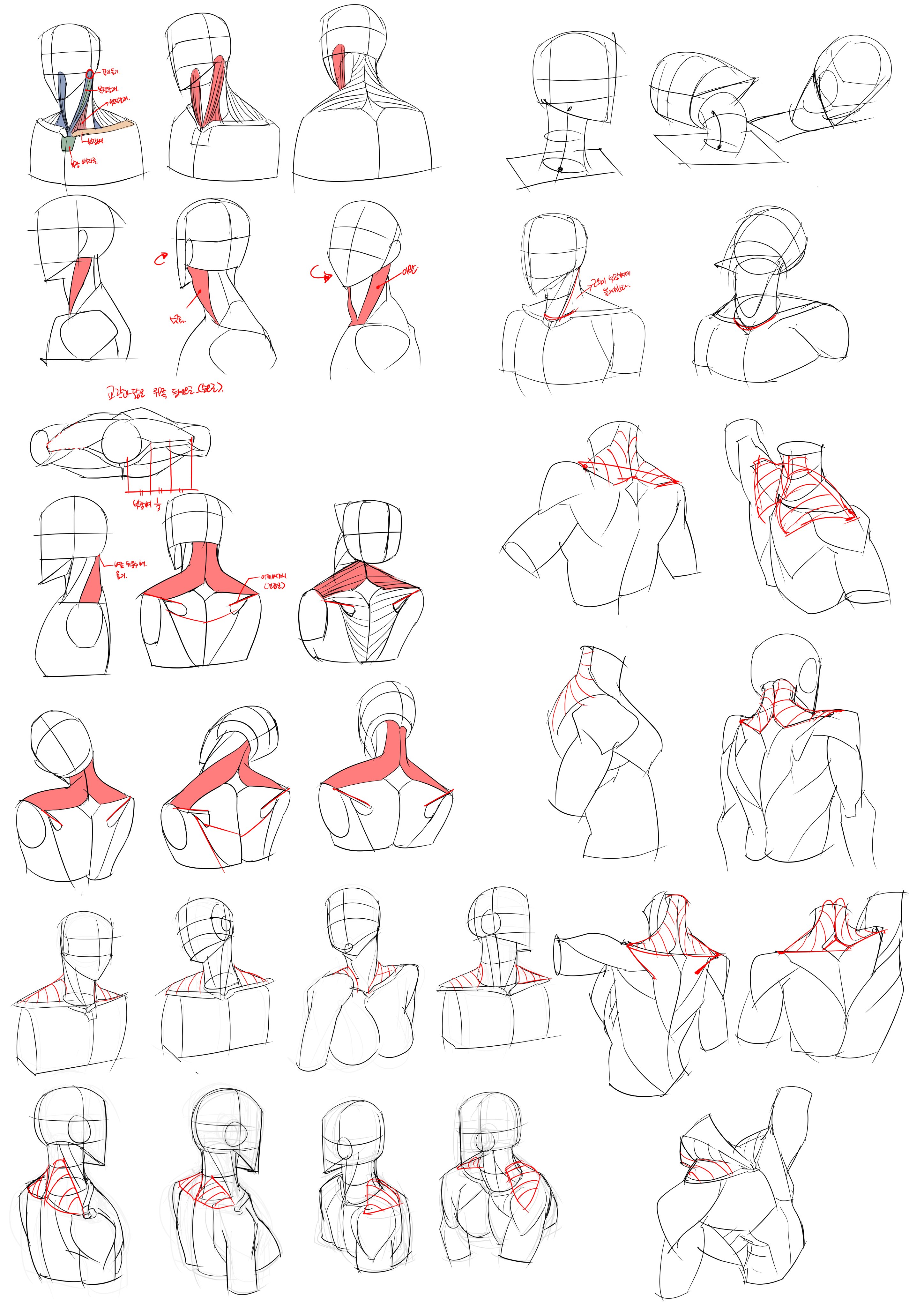 his image contains numerous sketches demonstrating the anatomy of the neck and shoulders from various angles and poses.  the drawings range from simplified forms showing basic structure to more detailed representations including muscle groups.  some sketches use a simplified grid for construction, while others show the muscles in red to highlight their placement.  the overall style is that of a quick study or tutorial, suitable for artists learning to draw the human form.
