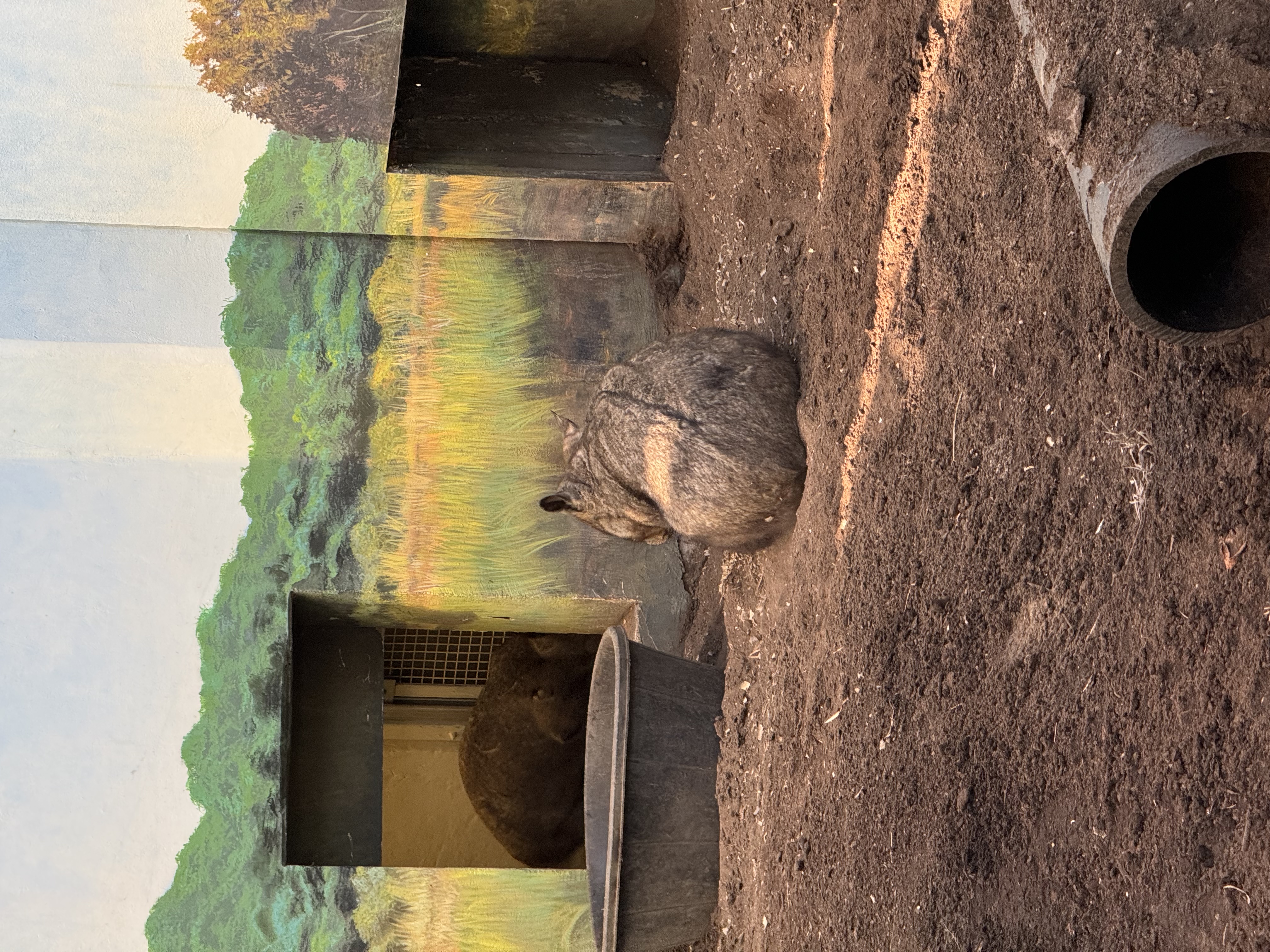 the image shows a wombat in a zoo enclosure. the wombat is lying down on the ground, facing away from the camera. the ground is dirt, and there is a black plastic tub in the background. the enclosure has a mural of a forest on the walls. the lighting suggests it is daytime.