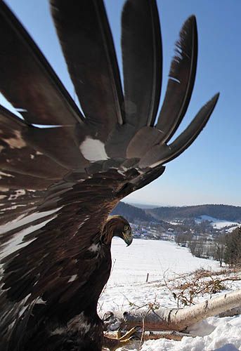 a golden eagle is perched in a snowy landscape with its wings partially spread. the background features a winter scene with snowcovered fields, a valley, and distant mountains under a blue sky. the eagle's brown and gold plumage contrasts with the white snow.