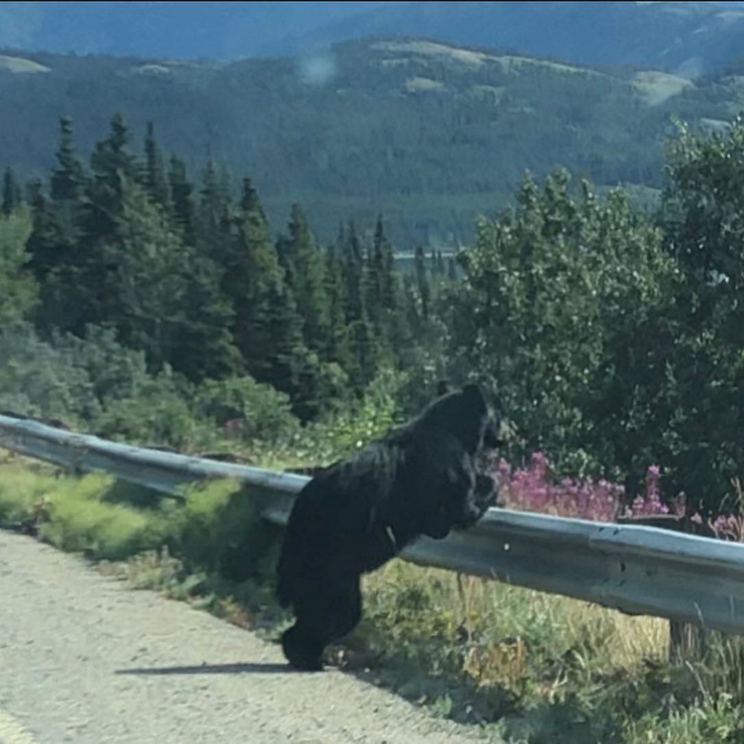 a black bear is seen standing on its hind legs, looking over a guardrail on a road winding through a mountainous forest.  the bear appears to be curious, its head turned towards the camera. the surrounding forest is lush with green vegetation, and mountains rise in the distance. the photo captures a moment of wild nature in a serene setting.