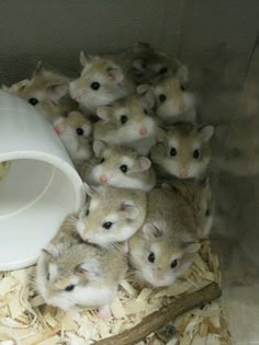 a group of small, white and brown hamsters are huddled together in a pile. they are all looking at the camera with their tiny, beady eyes. their fluffy fur is soft and inviting. these cute rodents make adorable pets.