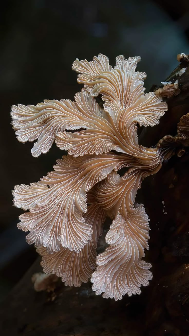 a macro shot of a schizophyllum commune fungus, also known as split gill fungus, growing on a piece of wood. the fungus has a white and beige color, with a wavy and intricate gill structure. the background is dark and out of focus, highlighting the fungus as the main subject.
