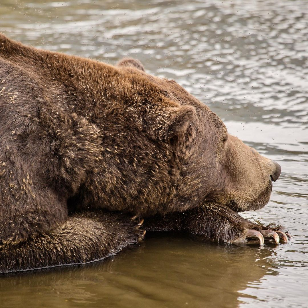 a brown bear is resting in a shallow body of water, its head resting on its paws and its eyes closed. the bear is covered in brown fur and has a large, powerful body. the water is murky and green, and the bear is surrounded by trees. the bear's claws are visible on its paws. the bear appears to be relaxed and peaceful, enjoying a moment of rest in its natural habitat.  the lighting is natural and the image is in focus.