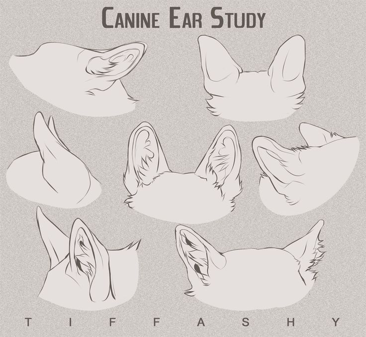 the image is a light gray drawing titled "canine ear study". it features seven different sketches of dog ears in various shapes and angles. the artist's name, "tiffashy," is written at the bottom. the sketches illustrate the different forms and details of canine ears.