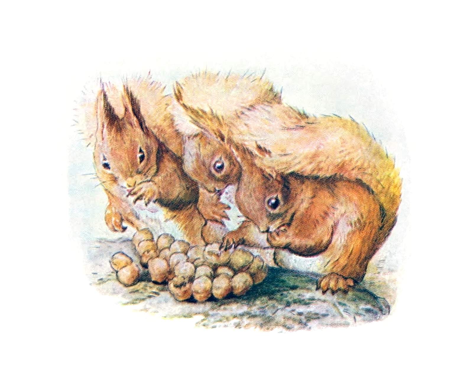 a vintage illustration features three squirrels gathered around a pile of nuts. the squirrels are brown and appear to be eating or preparing to eat the nuts. the style resembles beatrix potter's illustrations.
