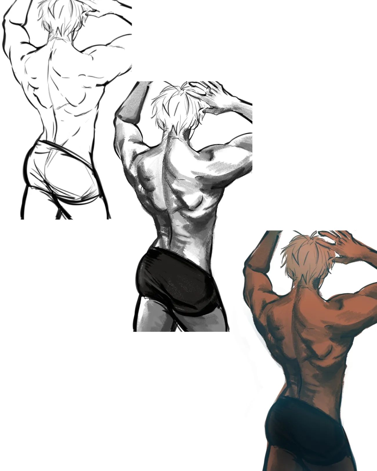 this image shows three stages of a digital art study of a man's back muscles. the first stage is a clean line drawing showing the musculature. the second stage adds black and white shading to show volume. the final stage is a fully rendered and colored illustration.