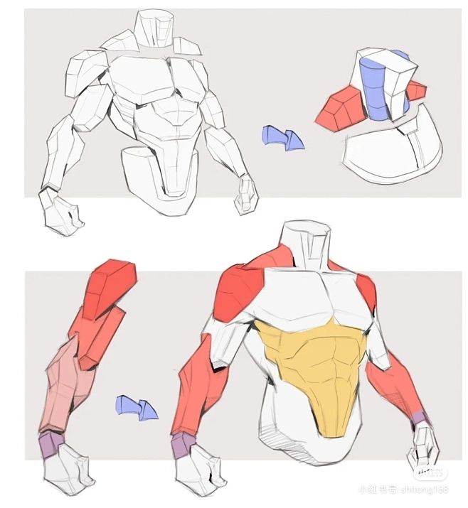 the image is a guide on how to draw the muscles of a male torso. it shows the torso from the front and side, with the muscles broken down into simple shapes. the muscles are colorcoded to make them easier to identify.