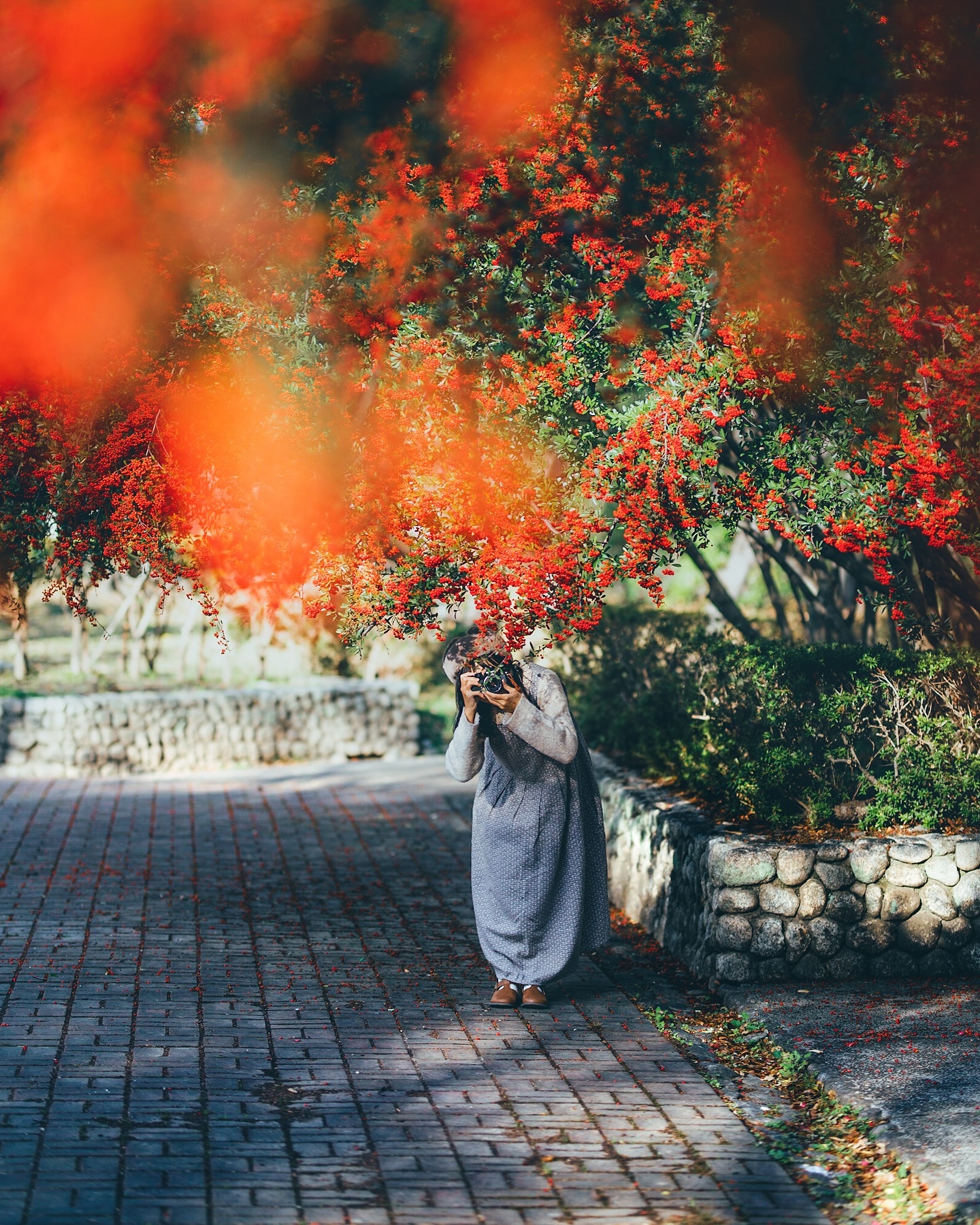 the image shows a woman dressed in a long grey dress, standing on a brick pathway in a park. she is holding a camera to her face, appearing to be taking photographs.  she is positioned under a vibrant, flowering tree laden with bright red blossoms. the tree's branches create a natural archway over her. the overall atmosphere is serene and tranquil, with warm sunlight illuminating the scene. the background includes a stone wall and more greenery. the focus is on the woman and the colorful contrast between her outfit and the vibrant red flowers.