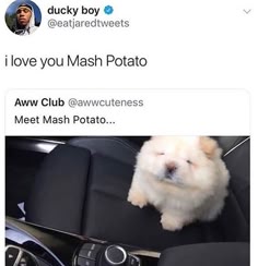 a white fluffy puppy is sitting on the front passenger seat of a car. it is looking to the side and is looking very cute. the tweet is saying "i love you mash potato. aww club @awwcuteness meet mash potato..."
