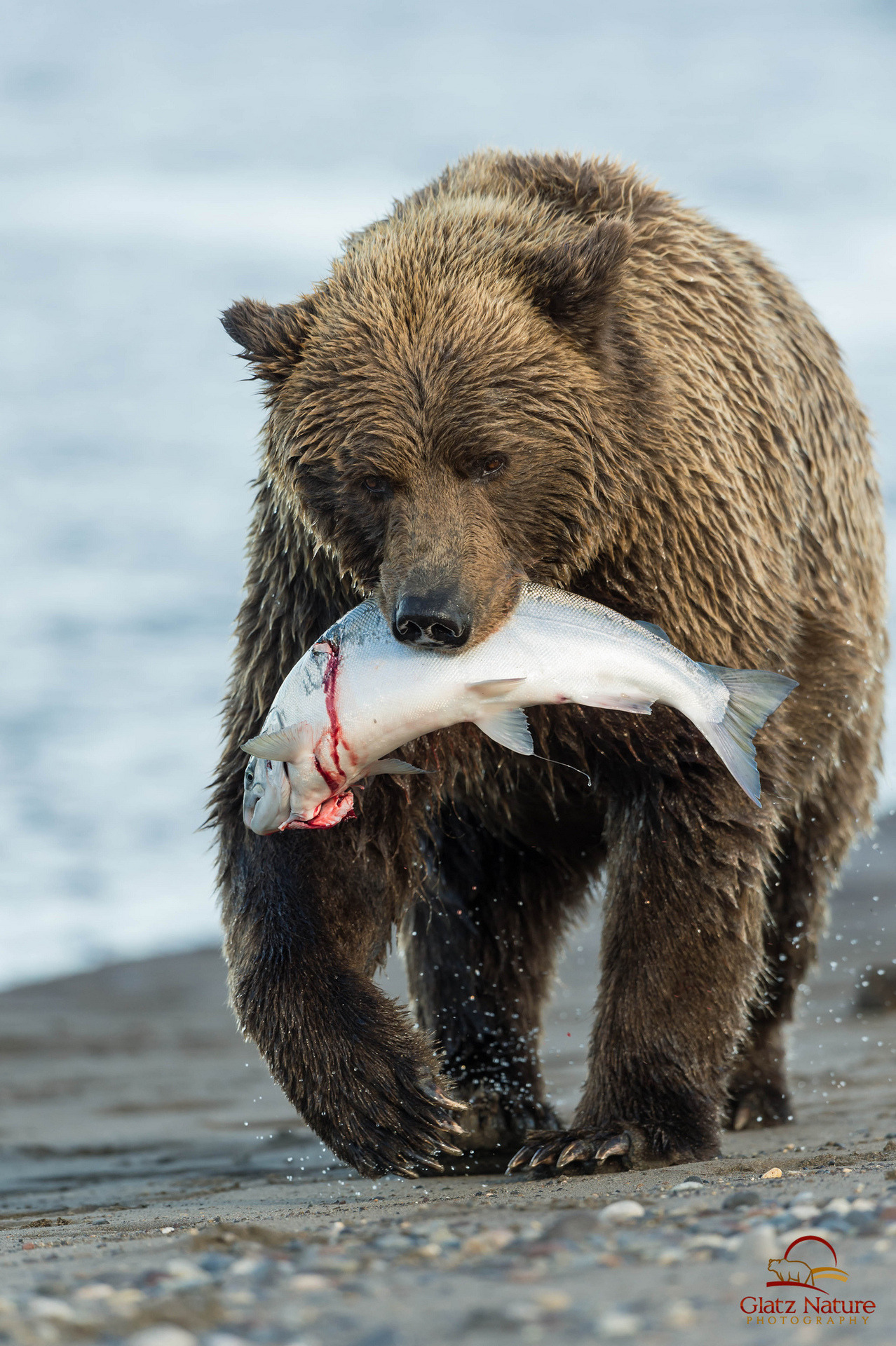 a brown bear is walking on the beach.  the bear is carrying a salmon in its mouth.  the salmon is partially bloody, so the bear has likely been eating it. the bear is in focus and the background is out of focus.  the scene is likely taking place at katmai national park in alaska.