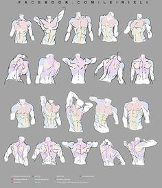 the image is a drawing reference sheet of male torsos in various poses. the drawings showcase the muscles of the back, chest, and abdomen from different angles. the figures are stylized with exaggerated musculature common in comic book or illustrative art. the overall color palette is muted with light grays, blues, and pinks.