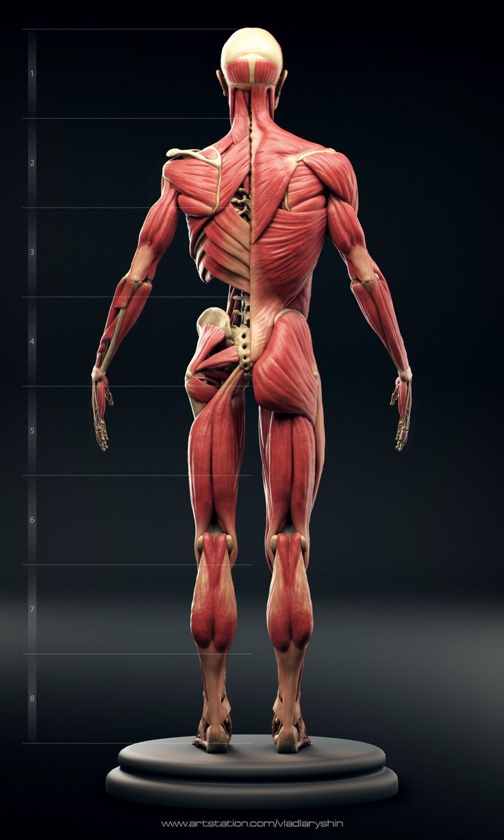 this image showcases a highly detailed 3d anatomical model of a human body with its musculature fully visible. the model is posed against a dark, nondescript studio backdrop, emphasizing the details of the anatomy. the lighting is artificial and directional, highlighting the contours and striations of the muscles. the perspective is slightly low, providing a clear view of the back muscles from the neck to the calves.