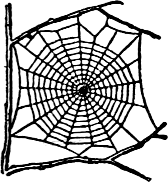 a black and white illustration of a spiderweb, specifically an orb web, attached to branches. the web has a dense center and radiating strands, with the branches acting as anchors for the web's structure. the overall composition shows a natural, organic design.