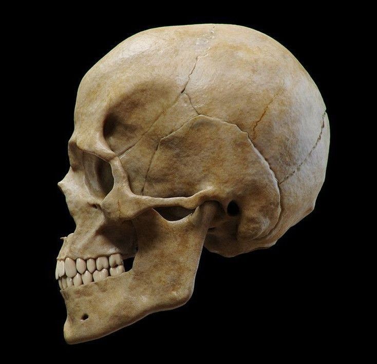 a closeup view of a human skull in profile, highlighting the intricate details of the bone structure. the image showcases the shape and features of the cranium, jawline, and teeth, providing a detailed anatomical perspective.