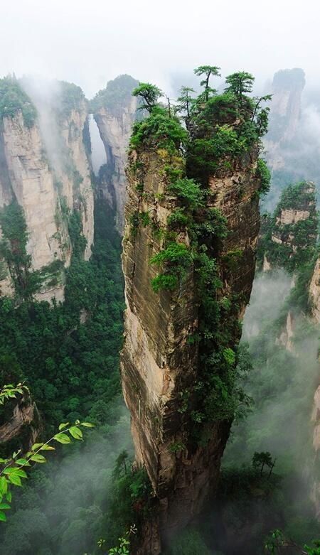 this image shows the towering sandstone pillars of zhangjiajie national forest park in china. these unique karst formations rise from lush green valleys, often shrouded in fog and mist. the pillars are topped with trees and vegetation, adding to the dramatic and scenic landscape.