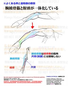 the image is an anatomical drawing tutorial illustrating a common mistake artists make when drawing arms. it highlights the separation between the brachioradialis muscle and the olecranon (elbow) using a side view of an arm in three different positions. the first two show an incorrect depiction where the muscle and bone appear fused, while the third shows the correct separation with colorcoded muscles and bones. japanese text provides further explanation and emphasizes the importance of understanding anatomy for accurate drawings.