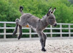 a baby donkey with dark gray fur is frolicking in a fenced outdoor arena. it's midjump, with its legs extended and its tail curled up.  the background is blurred, showcasing lush green foliage.