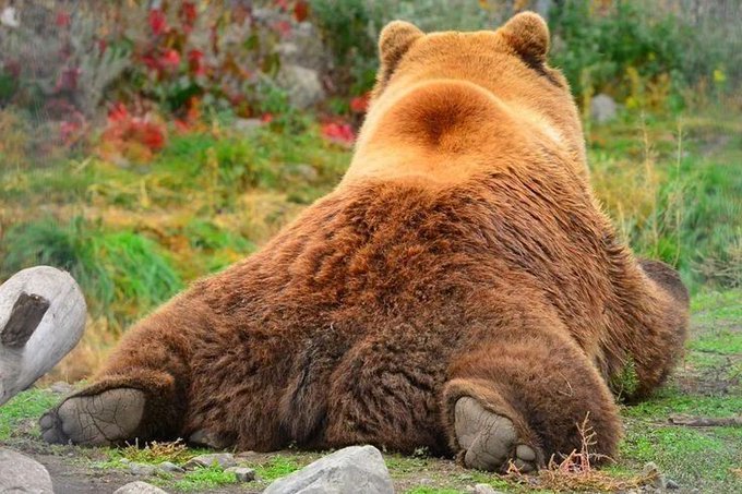 a large brown bear is laying on its side on a patch of grass. it is relaxed and appears to be sleeping. its fur is brown and thick. there is a large rock behind the bear.