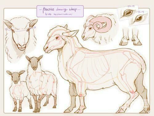 this image is a drawing tutorial on how to draw sheep. it showcases the anatomy of the sheep through sketches highlighting the bone structure, muscular structure, and overall form of the animal. the tutorial includes different angles and perspectives of the sheep, including closeups of the head and legs.