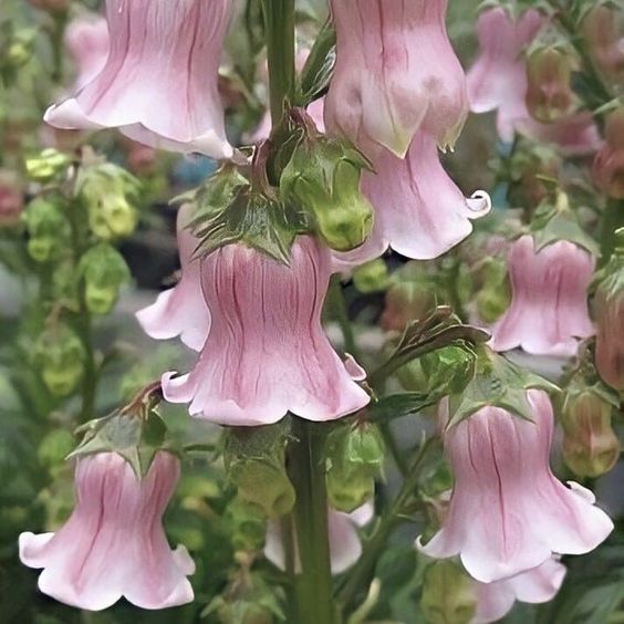 a closeup shot of delicate, pink bellshaped flowers in full bloom against a backdrop of green leaves. the image captures the intricate details of the petals and the gentle curve of the flower's shape.