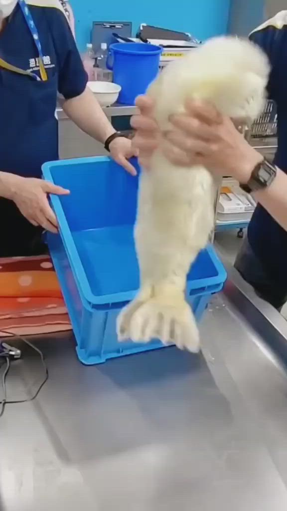 a seal is being held by a person over a blue container. the seal is white with black eyes. the person is holding the seal by its body with their left hand and the seal's tail with their right hand. the person is wearing a blue shirt and the seal is in the middle of the image.