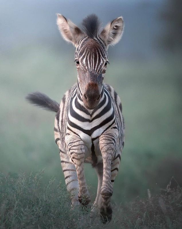 a young zebra foal with black and white stripes stands in a field of green grass. the foal is looking directly at the camera.