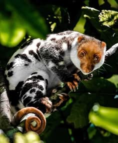 a closeup portrait of a cute, black and white opossum with brown eyes, perched on a branch in a rainforest setting.  its fur is soft and fluffy, and its tail is curled around the branch.  the leaves are green and lush, creating a vibrant backdrop for the animal.  the opossum is looking directly at the camera, giving the impression of a curious and playful creature.  its unique markings and adorable expression make it a captivating subject for a photo.
