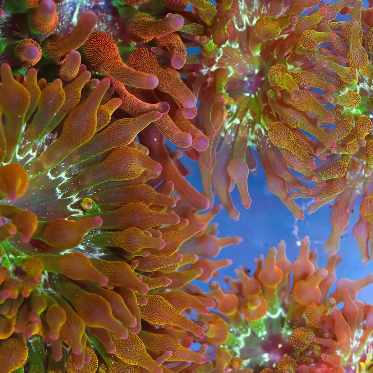 a vibrant closeup shot of several orange and pink sea anemones, their tentacles swaying gently in the underwater currents. the image captures the intricate details and bright colors of these fascinating marine creatures.