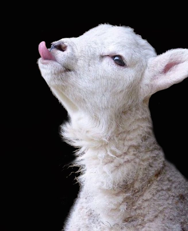 a closeup portrait of a white lamb with its tongue sticking out. the lamb is looking up and to the right, and its fur is fluffy and white. the background is black.