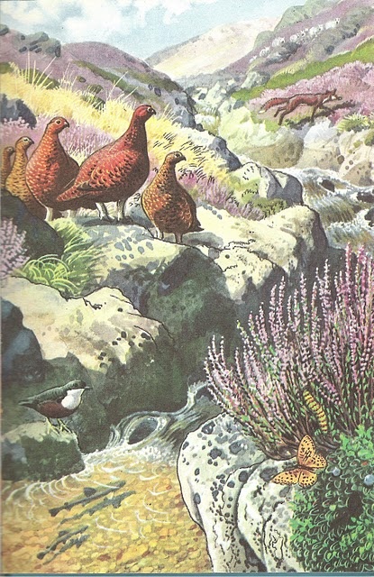 a colorful illustration depicting a vibrant scottish moorland scene.  a group of red grouse are prominently featured in the foreground, perched on rocks amongst heather.  a stream flows through the landscape, with trout visible in the water, and a dipper bird is perched on a rock near the water's edge. a fox can be seen further up the hillside. the background includes heathercovered hills and mountains.  butterflies and other insects add to the detailed natural setting. the style of the artwork suggests a nature illustration or painting, possibly from a children's book or educational material.