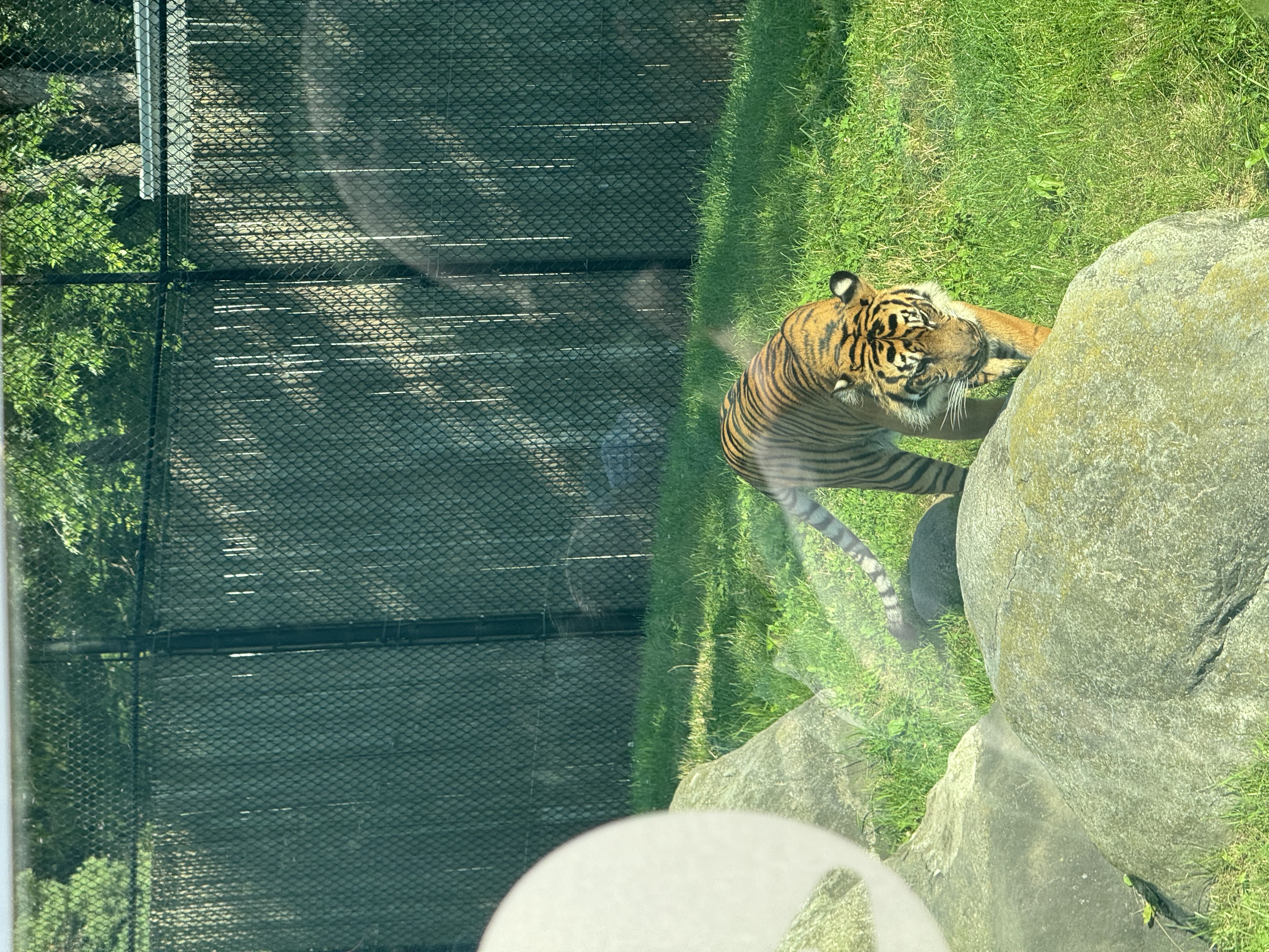 a tiger is pacing in its zoo enclosure. it's a sunny day and the tiger is partially obscured by a rock and the fence of its enclosure. there is green grass in the background and some large rocks. the image appears to be taken through a window, as there is a reflection visible.