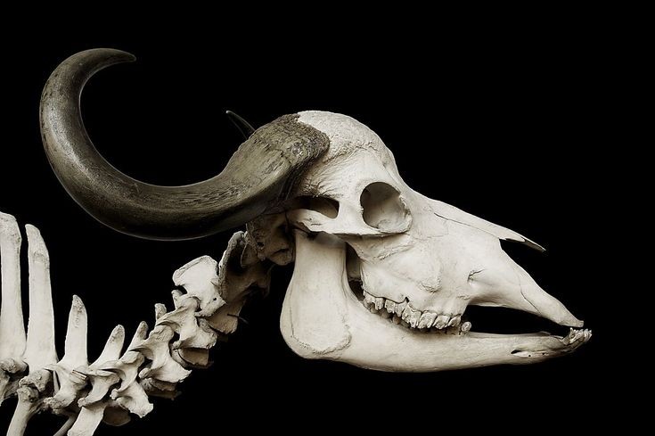 a closeup view of a cow skull with horns against a black background. the skull is a natural specimen and shows the details of the jaw, teeth, and horns. the skull is a fascinating example of animal anatomy and the power of nature.