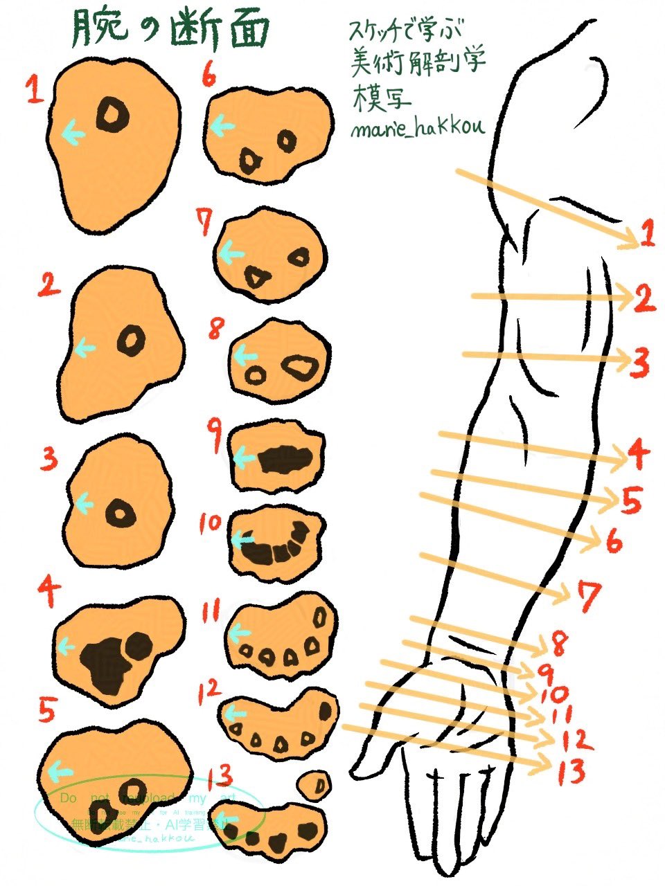 the image is a japaneselanguage drawing tutorial demonstrating how to simplify the anatomy of a human arm and hand for artistic purposes.  the left side shows a numbered sequence of 13 simplified shapes representing the progressive layering of muscles from the upper arm down to the hand. light blue arrows indicate the direction of muscle flow within each shape. the right side displays a line drawing of an arm and hand with numbered lines corresponding to the shapes on the left, illustrating how these simplified shapes translate to the final drawing. the text at the top indicates it's a lesson on "arm crosssection" in an artistic anatomy context. the artist's name and social media handle are also included. the style is reminiscent of manga or anime art.