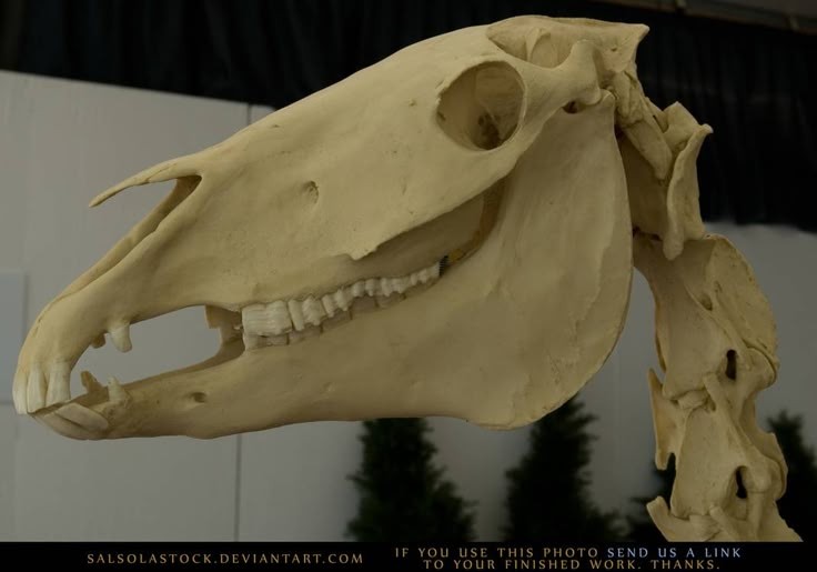 this is a closeup photo of a horse skull, showcasing its intricate details. the skull is wellpreserved, showing the teeth, jaw, and various bone structures. it appears to be an artifact, likely from a museum or an educational setting. the background is blurred, highlighting the skull as the subject. the image provides an opportunity to study the anatomy of a horse skull and appreciate the beauty and complexity of nature.