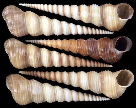 a closeup shot of four seashells with spiral patterns, arranged in a row on a black background. the seashells are a light brown and white color with a smooth, glossy texture. the spiral patterns are intricate and delicate, adding to the beauty of the shells. the shells are arranged in order of size, with the largest shell at the top of the image. the image highlights the beauty and detail of these marine shells.